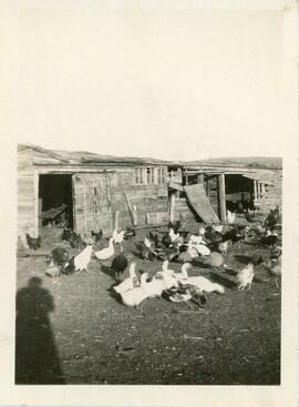 Mrs. Malcolm's Poultry" Near Biggar, Saskatchewan