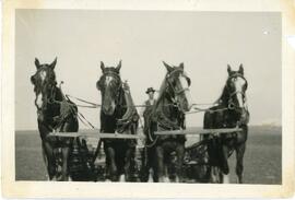 John Nash with a team of four horses