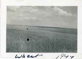 Wheat Near Biggar, Saskatchewan