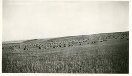 A Field of Stooks Near Vance, Saskatchewan