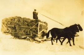 Man Driving A Hay Wagon in Biggar, Saskatchewan