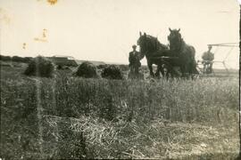 A Harvesting Team Near Biggar, Saskatchewan