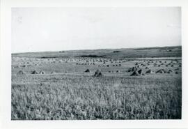 Wheat Stooks on the Mann Farm near Biggar