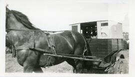 Horse and Bennett Buggy in Biggar, Saskatchewan