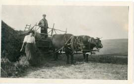 Oxen and Hay Wagon