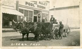 Oxen and cart on Main Street in Biggar, Saskatchewan