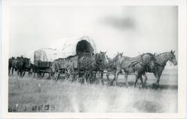 'Last Covered Wagon to go North' near Biggar, Saskatchewan