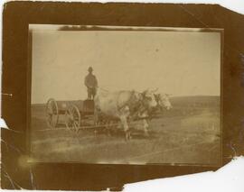 'Mr. Merryfield Driving oxen" Near Biggar, Saskatchewan
