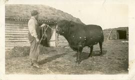A Man with a bull near Biggar, Saskatchewan