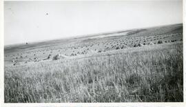A Field of Stooks Near Vance, Saskatchewan