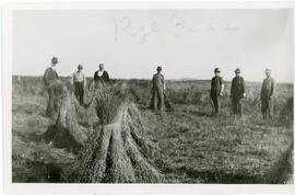 Dr. Shaw In A Field of Rye Stooks Near Biggar, SK