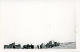 Horses and Covered Wagons near Biggar