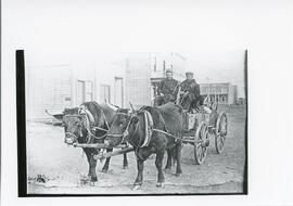 Oxen and Cart in Biggar, Saskatchewan