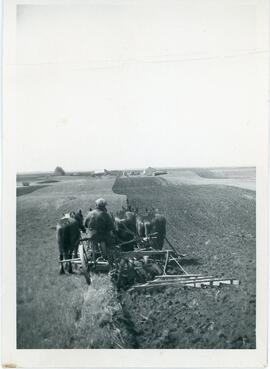 "Hans Egli Working On His Farm" Near Biggar, SK