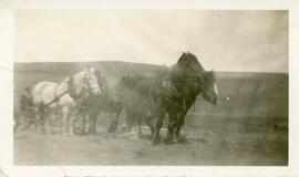 John Holst With A Team of Horses Near Biggar, Saskatchewan