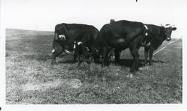 Cows in Biggar, Saskatchewan