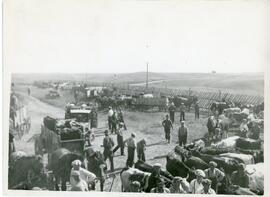 Cattle and Carts near Biggar, Saskatchewan