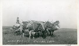 Harvesting in Biggar, Saskatchewan