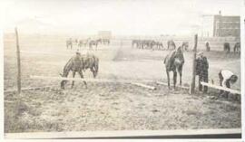 Horses grazing at the North-West Mounted Police (NWMP) yard