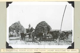 Threshing scene with horse power supplied by oxen.