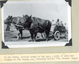 Family car hitched to Oxen