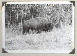 Buffalo in front of woods