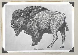 The buffalo