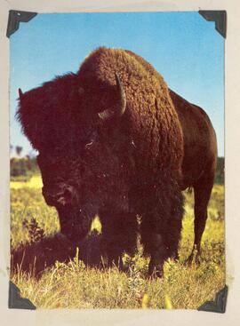 Bison standing in grass