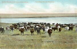 Cattle Ranch, Gull Lake, Assiniboia - Canadian Pacific Railway