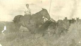 Harvest 1920 - woman on horse