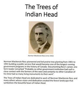 The trees of Indian Head