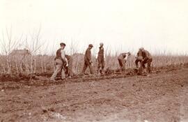 Heeling in Scots pine transplants Spring 1908