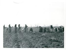 Pulling seedlings - women tying bundles 1908