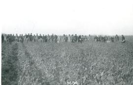 Lifting maple seedlings 1922