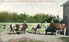 Bulls - Experimental Farm, Indian Head, Assiniboia. Canadian Pacific Railway