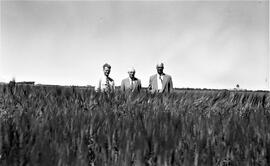 E. A. Hurd. Dr. E. S. Hopkins. J. Roe Foster. In a plot of 0AC21 Barley. July 28. 1952