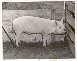 Livestock - swine