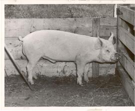 Livestock - Swine