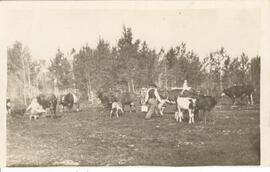 Tending the herd - Embertson Farm