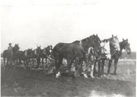 Plowing With a Team of Horses