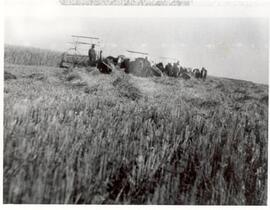 Harvesting with binders near Melfort, Sask.