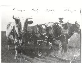 Oxen and breaking plough