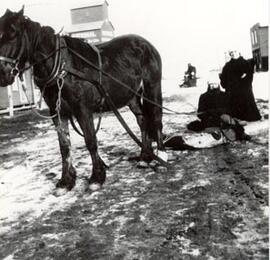 Ladies with horse and toboggan in Beatty, Sask.