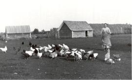 Mrs. J.J. Bohn feeding chickens