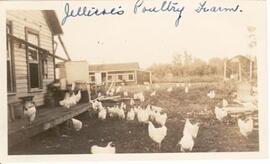 Jellicoe's Poultry farm