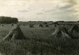 Cutting Oats, Wheat Stooks in Foreground