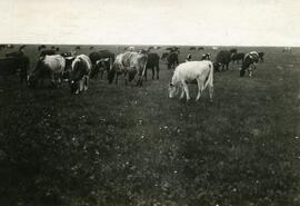 Cattle Near Wilkie, Saskatchewan