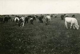 Cattle near Wilkie, Sask.