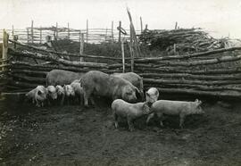 Pigs and piglets, Wetaskiwin, Alberta