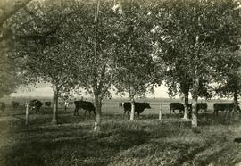 Cattle at Government Farm, Indian Head, Saskatchewan
